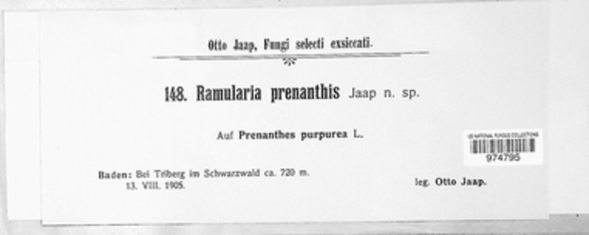 Ramularia prenanthis image
